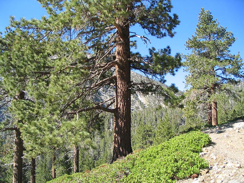 Ponderosa