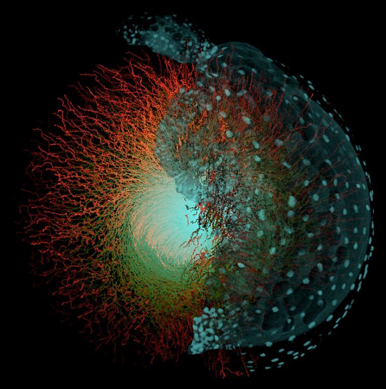 Zebrafish embryo