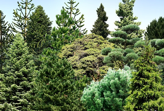 Ponderosa